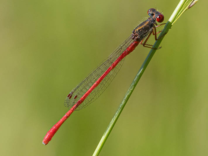 Ceriagrion tenellum male.jpg